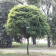 Robinia akacjowa - Umbraculifera